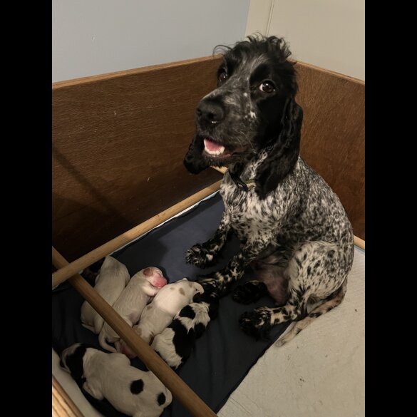 Cocker Spaniel (Working &amp; Show) - Both