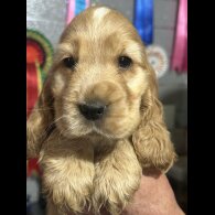 Cocker Spaniel (Working &amp; Show) - Both