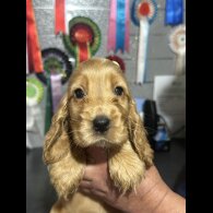 Cocker Spaniel (Working &amp; Show) - Both