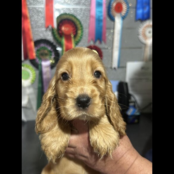 Cocker Spaniel (Working &amp; Show) - Both