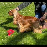 Cocker Spaniel (Working &amp; Show) - Both