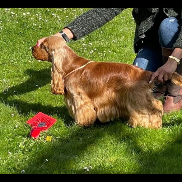 Cocker Spaniel (Working &amp; Show) - Both