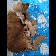 Cocker Spaniel (Working &amp; Show) - Both