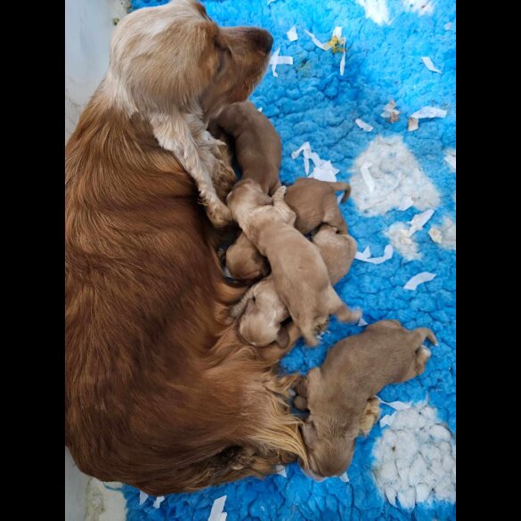 Cocker Spaniel (Working &amp; Show) - Both