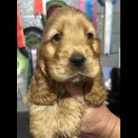 Cocker Spaniel (Working &amp; Show) - Both