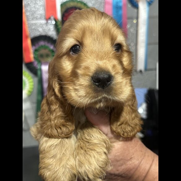 Cocker Spaniel (Working &amp; Show) - Both