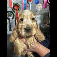 Cocker Spaniel (Working &amp; Show) - Both