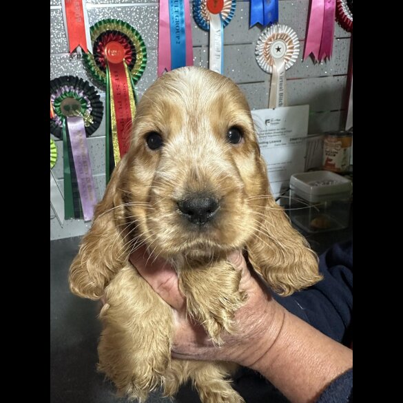 Cocker Spaniel (Working &amp; Show) - Both