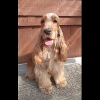 Cocker Spaniel (Working &amp; Show) - Both
