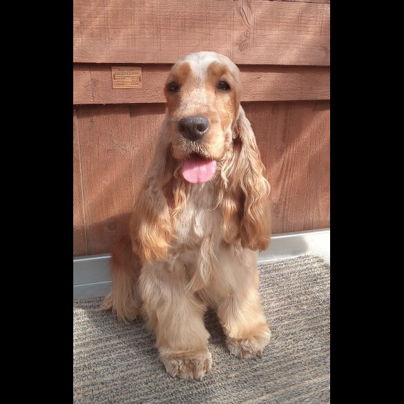 Cocker Spaniel (Working &amp; Show) - Both