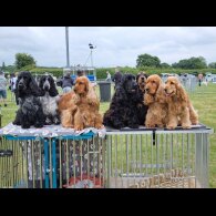 Cocker Spaniel (Working &amp; Show) - Both