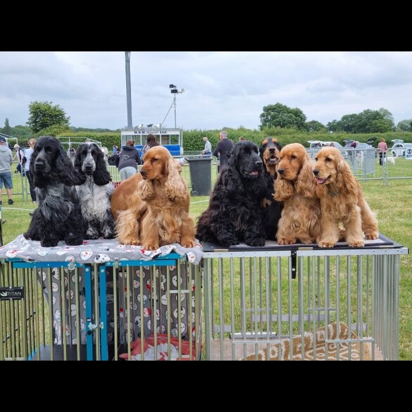 Cocker Spaniel (Working &amp; Show) - Both