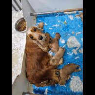 Cocker Spaniel (Working &amp; Show) - Both