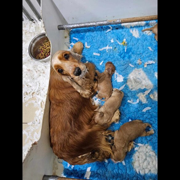 Cocker Spaniel (Working &amp; Show) - Both