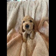 Cocker Spaniel (Working &amp; Show) - Both