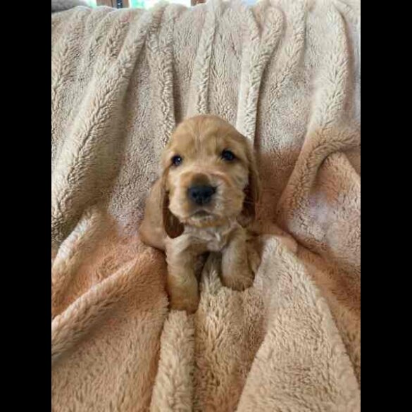 Cocker Spaniel (Working &amp; Show) - Both