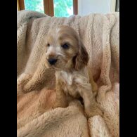 Cocker Spaniel (Working &amp; Show) - Both