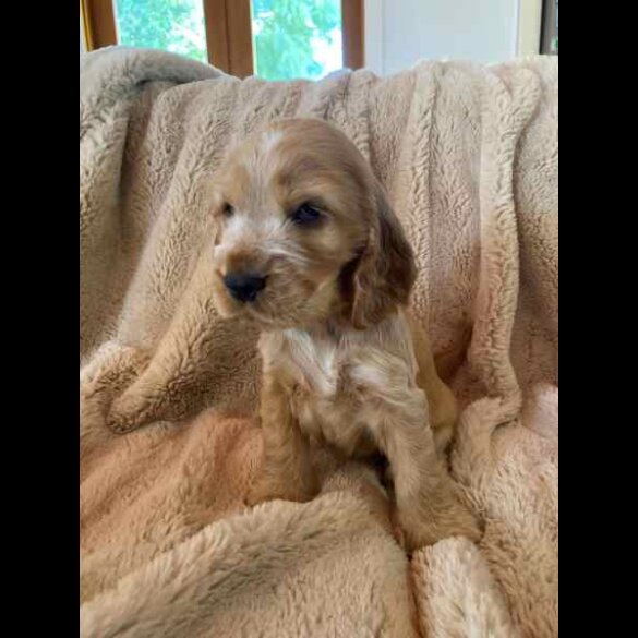 Cocker Spaniel (Working &amp; Show) - Both