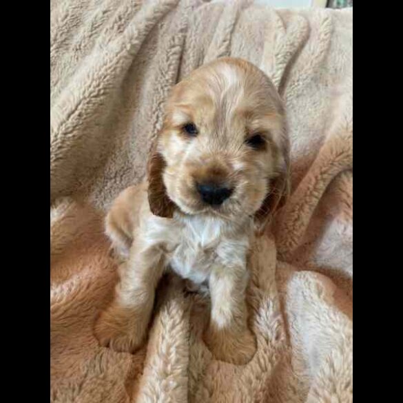 Cocker Spaniel (Working &amp; Show) - Both