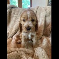 Cocker Spaniel (Working &amp; Show) - Both
