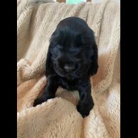 Cocker Spaniel (Working &amp; Show) - Both