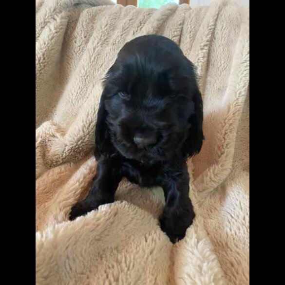 Cocker Spaniel (Working &amp; Show) - Both