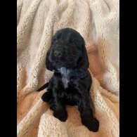 Cocker Spaniel (Working &amp; Show) - Both