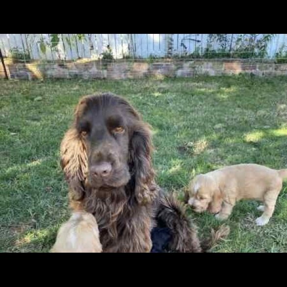 Cocker Spaniel (Working &amp; Show) - Both