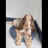 Cocker Spaniel (Working &amp; Show) - Both