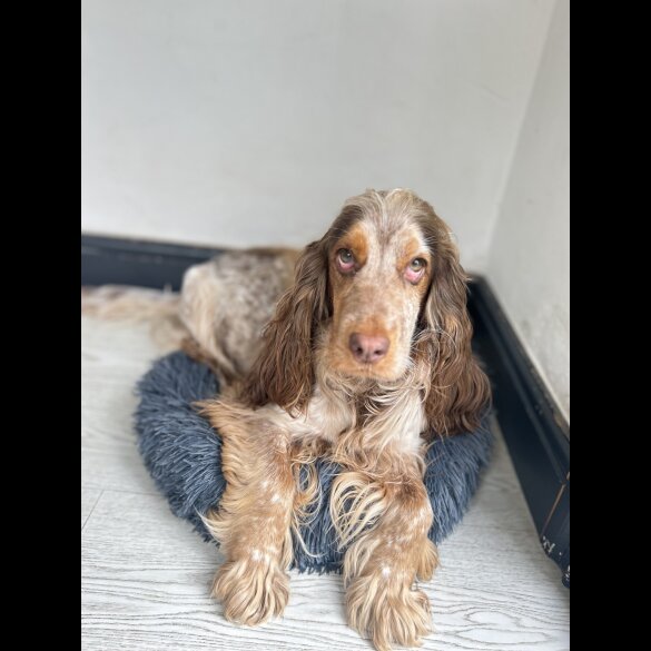 Cocker Spaniel (Working &amp; Show) - Both
