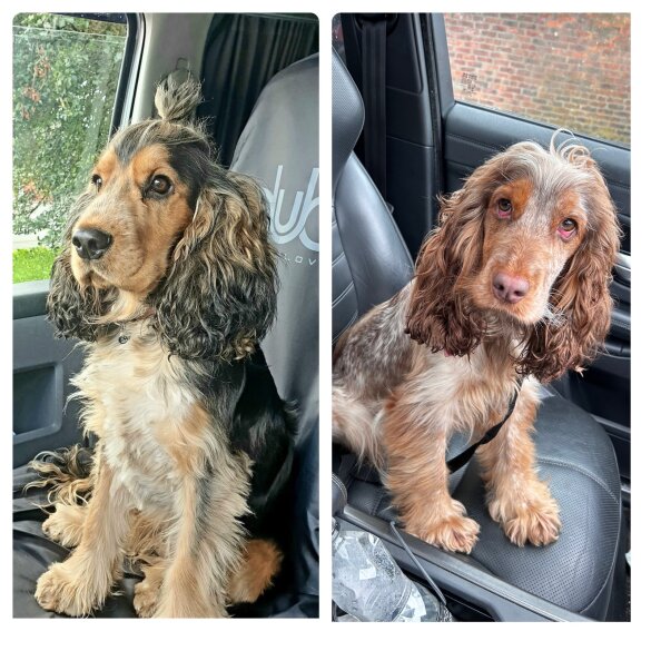 Cocker Spaniel (Working &amp; Show) - Both