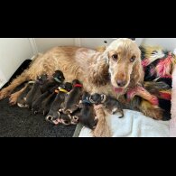 Cocker Spaniel (Working &amp; Show) - Both