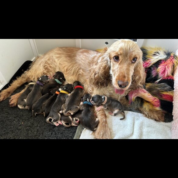 Cocker Spaniel (Working &amp; Show) - Both