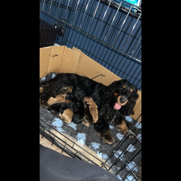 Cocker Spaniel (Working &amp; Show) - Dogs