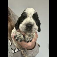 Cocker Spaniel (Working &amp; Show) - Bitches
