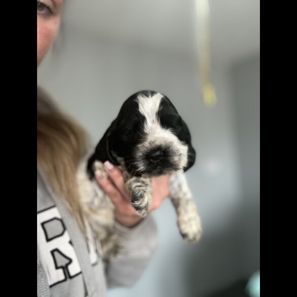 Cocker Spaniel (Working &amp; Show) - Bitches