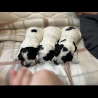 Cocker Spaniel (Working &amp; Show) - Bitches