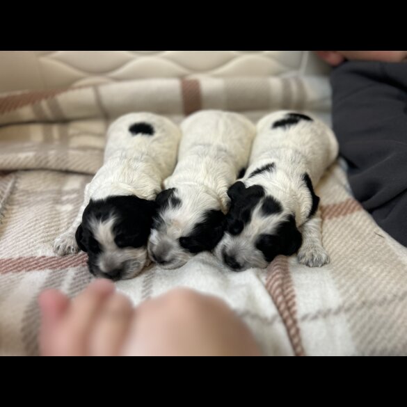 Cocker Spaniel (Working &amp; Show) - Bitches
