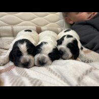 Cocker Spaniel (Working &amp; Show) - Bitches