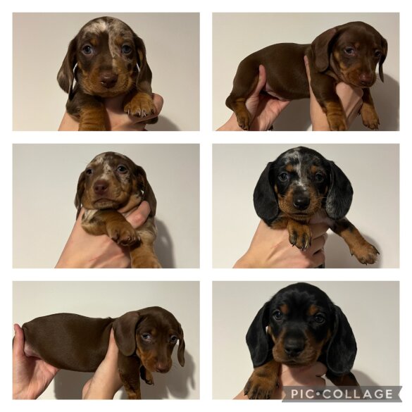 Dachshund (Standard &amp; Miniature) - Both