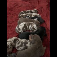 Dachshund (Standard &amp; Miniature) - Both