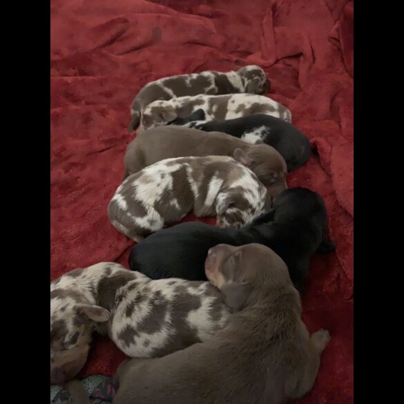 Dachshund (Standard &amp; Miniature) - Both
