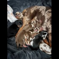 Dachshund (Standard &amp; Miniature) - Both