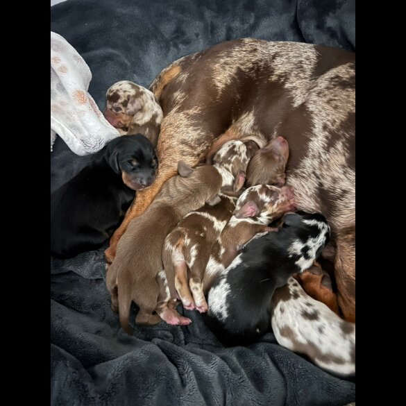 Dachshund (Standard &amp; Miniature) - Both