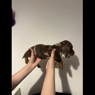 Dachshund (Standard &amp; Miniature) - Both