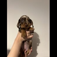 Dachshund (Standard &amp; Miniature) - Both
