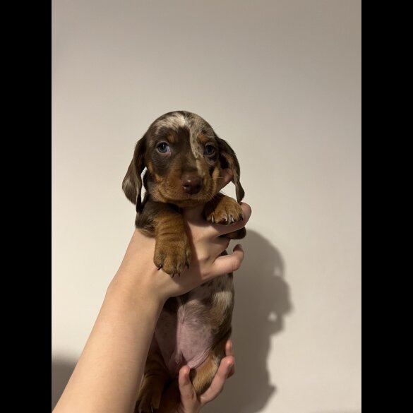 Dachshund (Standard &amp; Miniature) - Both