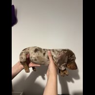 Dachshund (Standard &amp; Miniature) - Both
