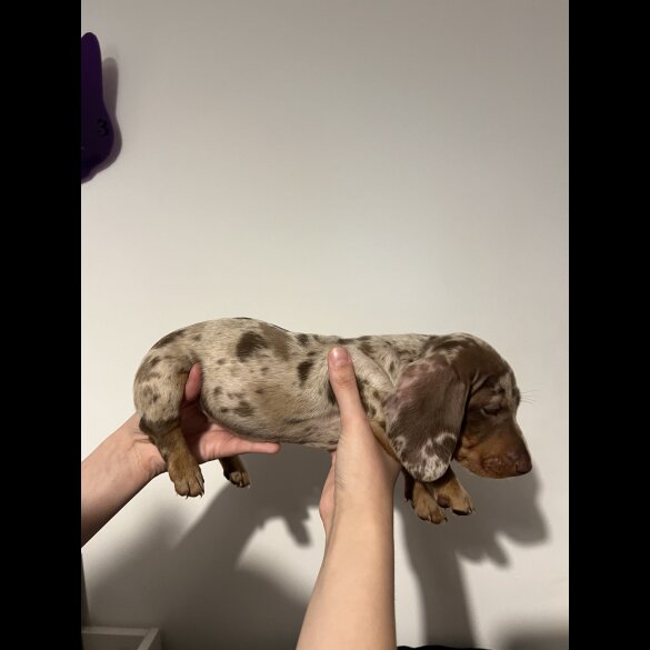 Dachshund (Standard &amp; Miniature) - Both
