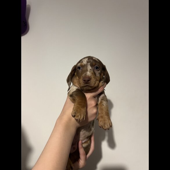 Dachshund (Standard &amp; Miniature) - Both